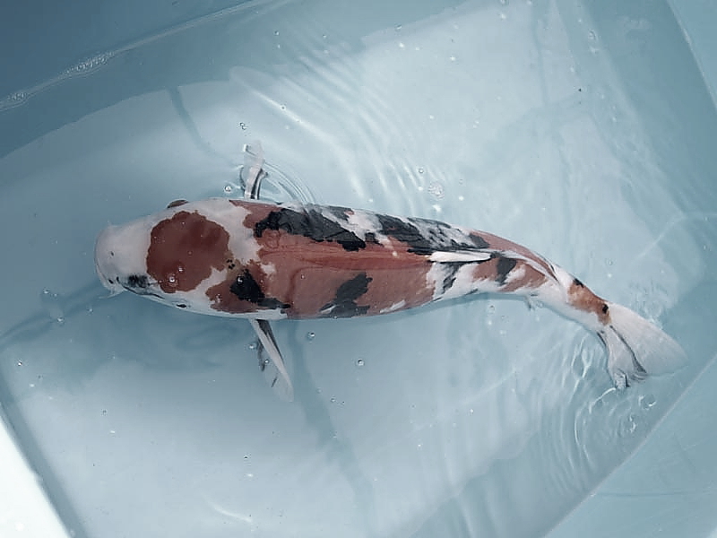 Killikus&reg; Fotographie